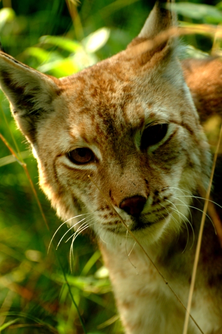 La lince nell'' Appennino centrale